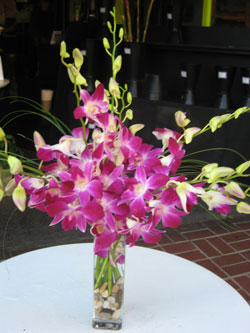 Flowers Orchids